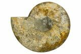 Cut & Polished Ammonite Fossil (Half) - Madagascar #317849-1